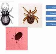 Image result for Ticks and Mites