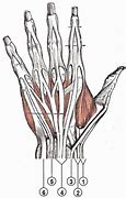 Image result for Common Extensor Tendon Anatomy