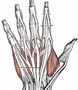 Image result for Anatomy of Extensor Tendon