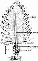 Image result for Undaria Pinnatifida Drawing