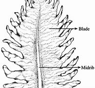 Image result for Sporophytic Canker of Undaria Pinnatifida