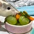 Image result for Fat Rat in Kitchen