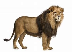 Image result for No Lion Sign