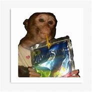 Image result for Monkey Setup Meme