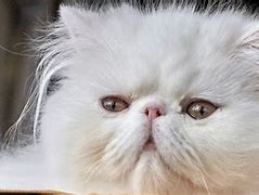 Image result for Parsha Cat