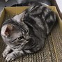 Image result for Cat Scratching Pads