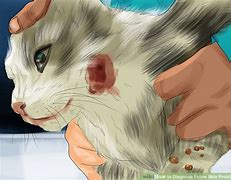 Image result for Feline Skin Disease