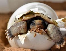 Image result for Turtle Shut Up