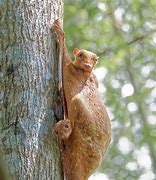 Image result for colugos baby