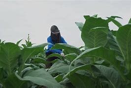 Image result for Harvesting Tobacco Plant