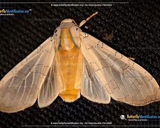 Image result for Green Tussock Moth