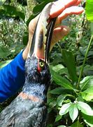 Image result for Toucan Tongue