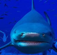 Image result for Bull Shark Photo