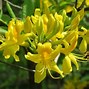 Image result for Bright Yellow Green Shrubs