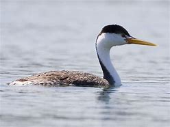 Image result for Grebe Florida