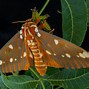 Image result for Moth Whole