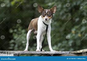 Image result for Rat Terrier Mixed