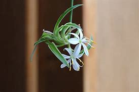 Image result for Do Spider Plants Flower