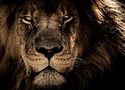 Image result for Lion HD Wallpaper in PC Desk