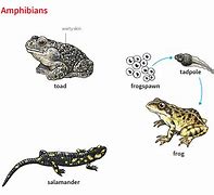 Image result for Tadpole Motif