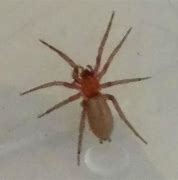 Image result for Brown House Spider California