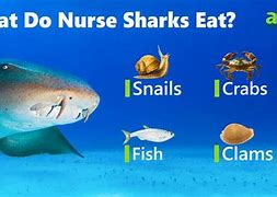 Image result for What Eats Sharks