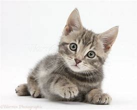 Image result for Cat with Fairy Wings White Background