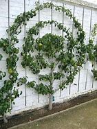 Image result for Espalier Pear Tree