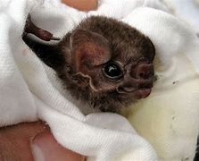 Image result for Vampire Bat