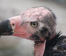 Image result for Vulture with Red Head