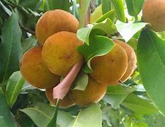 Image result for Buah Mentega