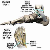 Image result for foot nerves anatomy