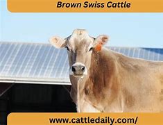 Image result for Brown Swiss Cattle