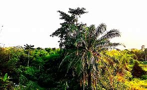 Image result for Palm Tree Africa