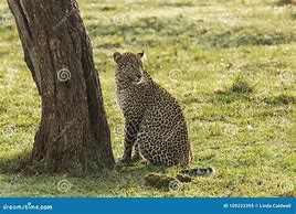 Image result for Leopard Sitting in Tree