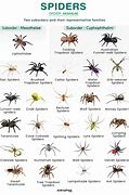 Image result for Spider Form