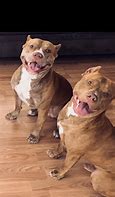 Image result for Pittie Pile Pics