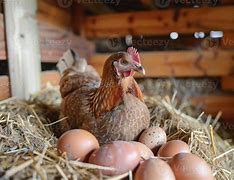 Image result for Farst Is Hen and Egg