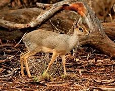 Image result for Kirk's Dik Dik Range