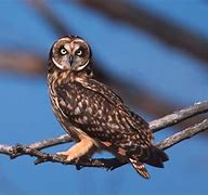 Image result for Dlnr Pueo Owl