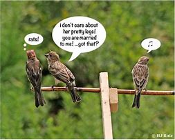 Image result for Bird Humor