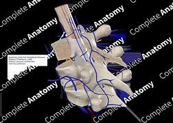 Image result for Vertebral Venous Plexus