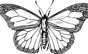 Image result for Flower Clip Art Black and White Butterfly