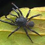 Image result for Trapdoor Spider Poisonous