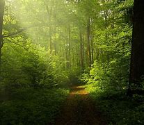 Image result for Beautiful Green Landscape