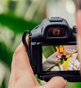 Image result for Live Macro Photography