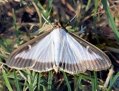 Image result for Box Moth Life Cycle