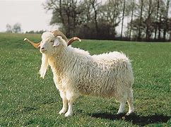 Image result for Organic Goat