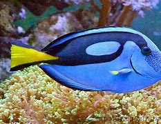 Image result for Coral Reef Fish