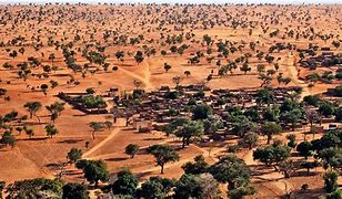 Image result for sub-Saharan Trees